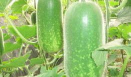 网红吃瓜素材图片无水印,揭秘幕后故事