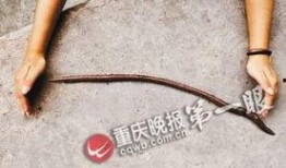 蚯蚓高清在线观看,高清在线观看带你走进神奇地下世界